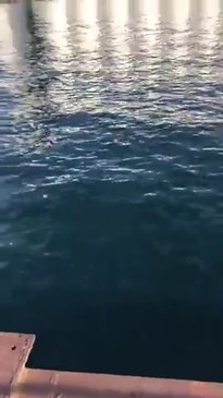 Breaching Whale Surprises People Fishing at Port Lincoln, South Australia