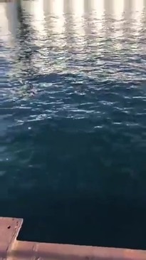 Breaching whale surprises people fishing at Port Lincoln