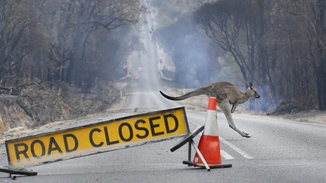 A kangaroo hops across a closed road. Picture: David Caird