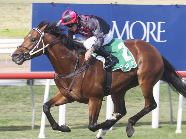 The Brett Cavanough-trained Pointe Basse will be hard to beat again at Scone. Picture: Bradley Photos