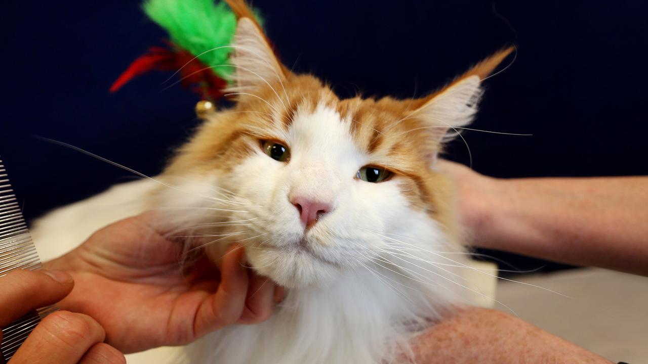 "Fire &amp; Ice" is a Maine Coon who has won Best in Show Long-Haired Entire Cat in Ring 1. Picture: Tara Croser.