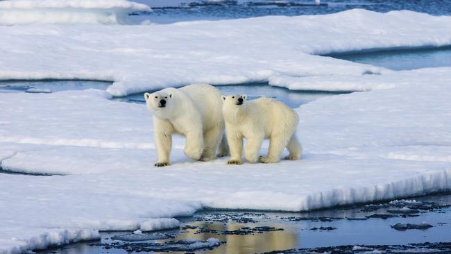 More ice for polar bears? Scientists have plans to refreeze the Arctic as part of ‘climate repair’ to reverse the effects of global warming. Picture: Getty Images