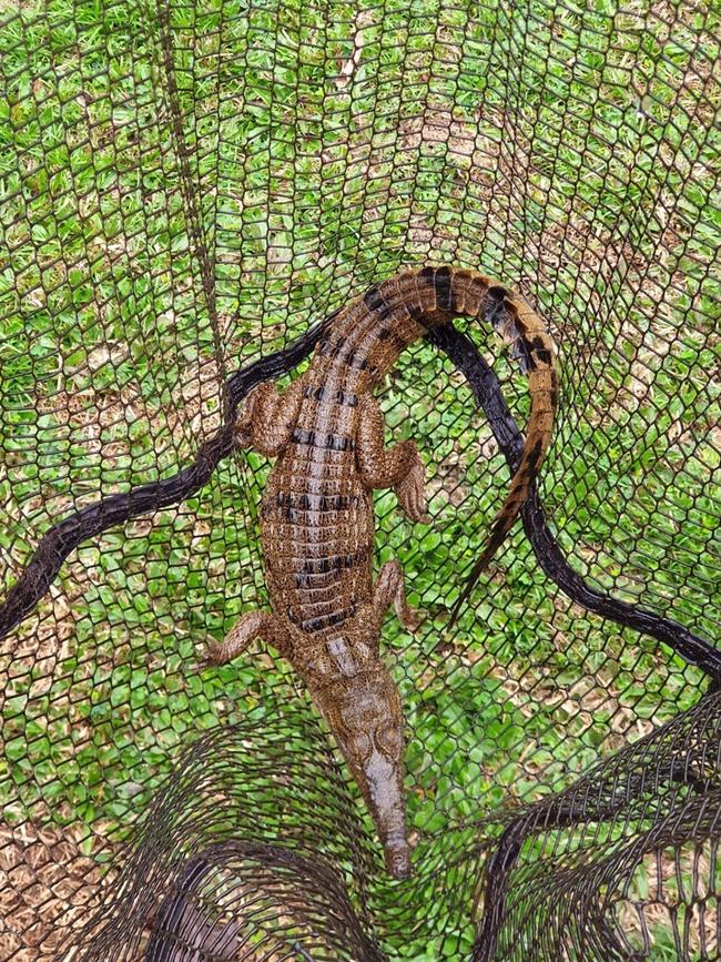 The croc from the pool. Picture: Calipso Pools