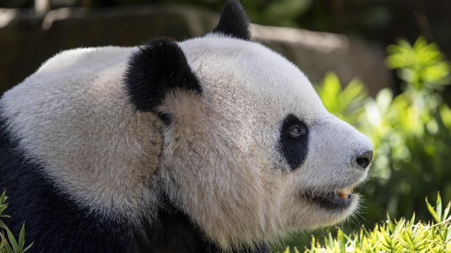 Giant Panda, Xing Qiu  makes his public debut at Adelaide Zoo . 21st January 2025 Picture: Brett Hartwig