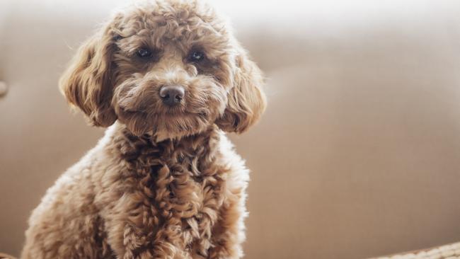 There is a rising number of small dogs also being handed in to shelters. Picture: iStock