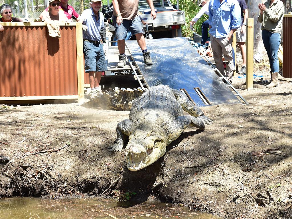 Billabong Sanctuary's new croc Krakatoa arrives to his new home. Picture: Shae Beplate.