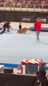 USA Gymnastics' 'Goodest Boy' Spotted at Olympic Trials