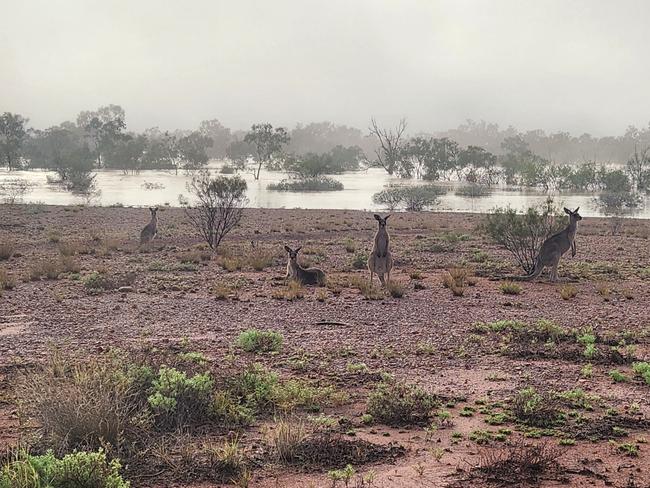 Small town Quilpie has been turned into an inland island as communities across Western Queensland reach record flood levels. Photo taken by: Roger Volz