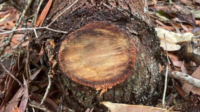 Mackay Regional Council received a report on October 12, 2022, that 25 trees were damaged at Ball Bay. Picture: Supplied