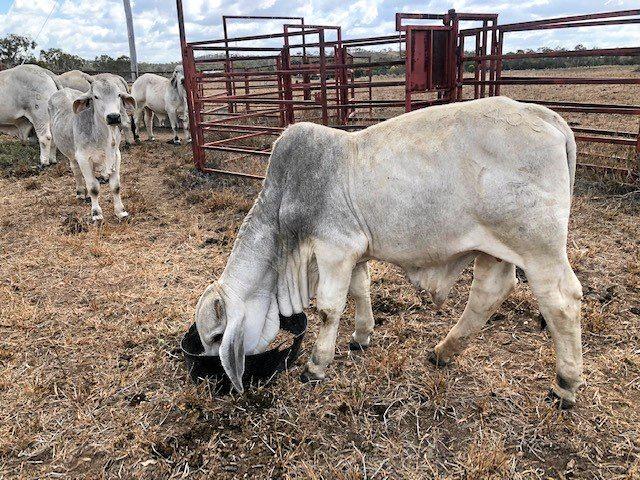 Police are seeking information into the theft of three weaner bulls from a paddock in Gracemere.