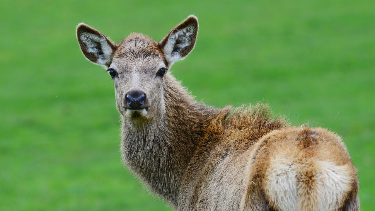 Is Spotlighting Deer Illegal In Ohio