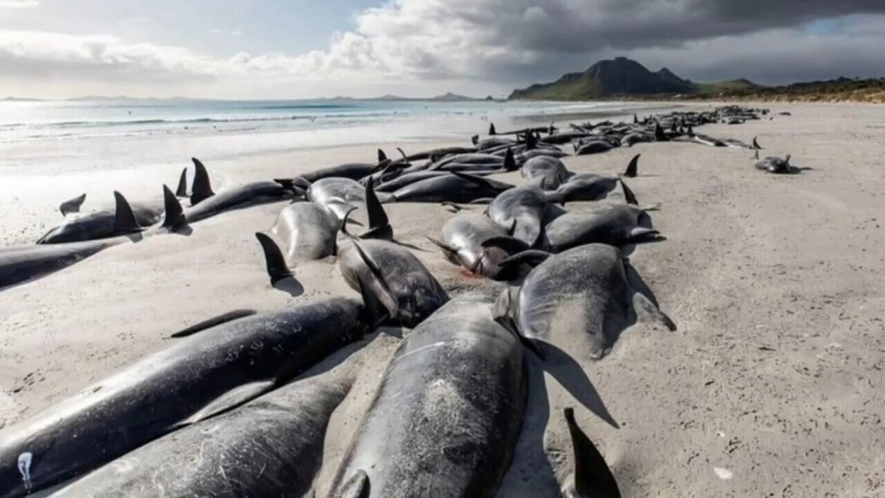 Hundreds of whales die in mass stranding