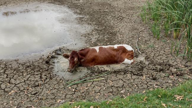 The cow trapped in the mud