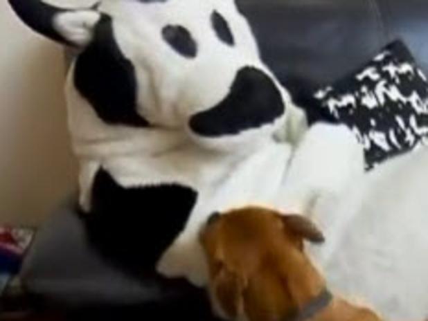 Sunrise Cash Cow tackled by dog on air