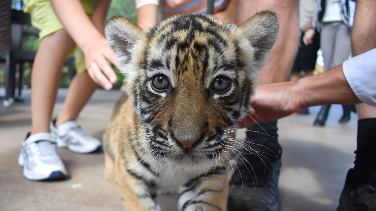 Big hopes for tiger cubs to feature in Commonwealth Games 