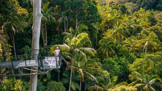 Tamborine Rainforest Skywalk