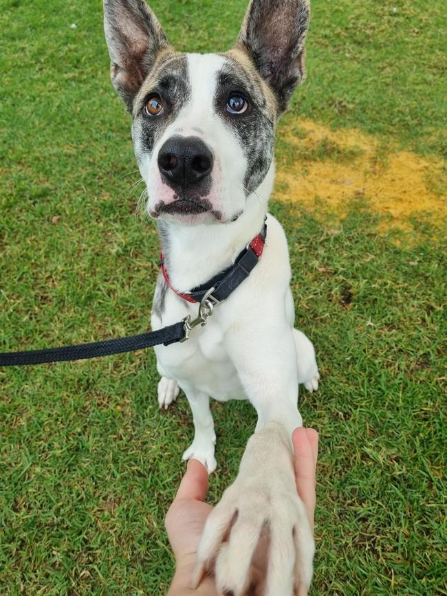 Georgina the dog has been at the shelter for nearly half a year. Picture: RSPCA WA