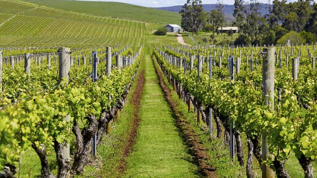 Janz vineyard, Pipers Brook, Tasmania. Picture: supplied Tamar Valley food and wine, Renata Gortan, Escape