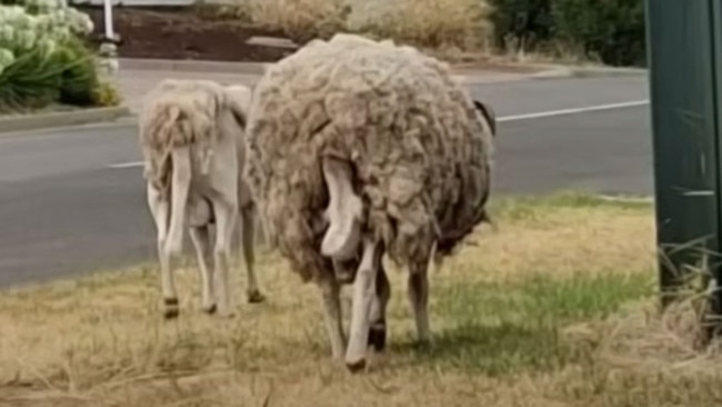 Sheep running amok in Adelaide's north. Picture: 7News Adelaide