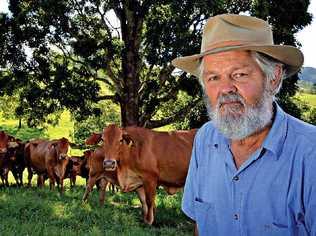 LOOKING UP: Langshaw beef producer Gary Tramacchi made the most of soaring cattle sale prices this week at the Gympie Saleyards, saying they are the best he has seen in 40 years. . Picture: Patrickwoods