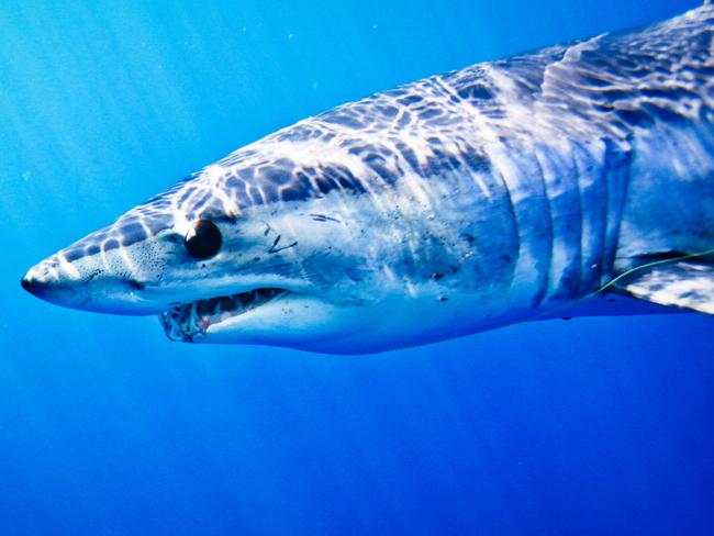 It has also been suggested the shark is a mako shark.