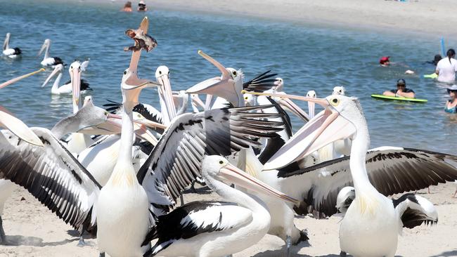 Pelican feeding time near Charis Seafoods. Picture: Richard Gosling