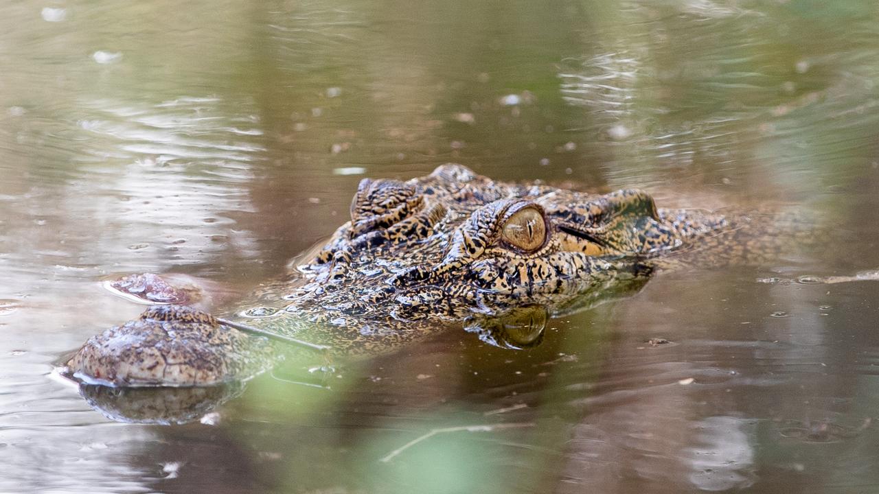 Crocodile at a property in Eva Valley, NT. Picture: Pema Tamang Pakhrin