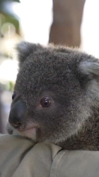 Baby koala born at Sydney Zoo