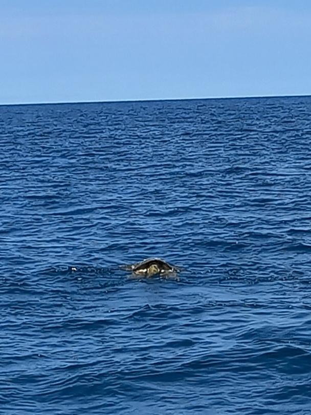 Cairns Coast Guard have rescued a giant sea turtle after it was reported in distress by boaters off the coast of Cairns. Photo: Facebook