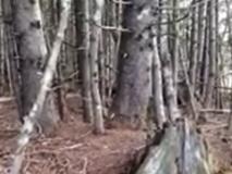 Video shows forest floor ‘breathing’