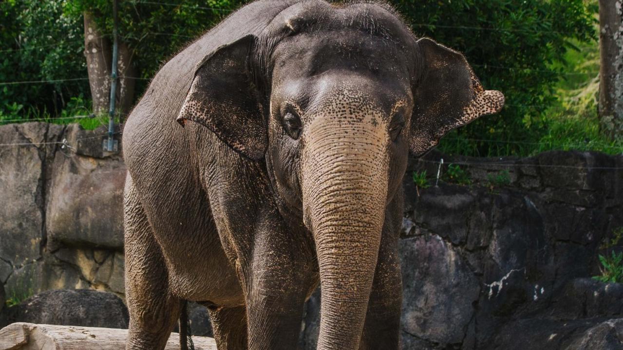 She’s the first of five Asian elephants to pack their trunks and move to Monarto Safari Park. Picture: Auckland Zoo