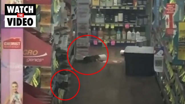 Rats run wild in Chemist Warehouse