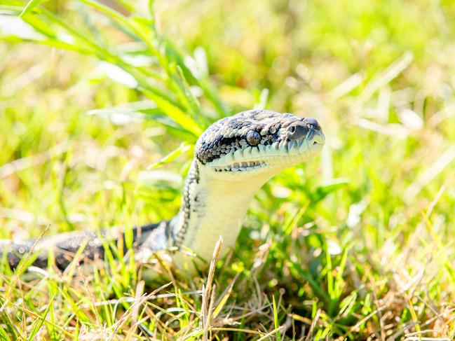 Little girl, man in hospital after snake bites