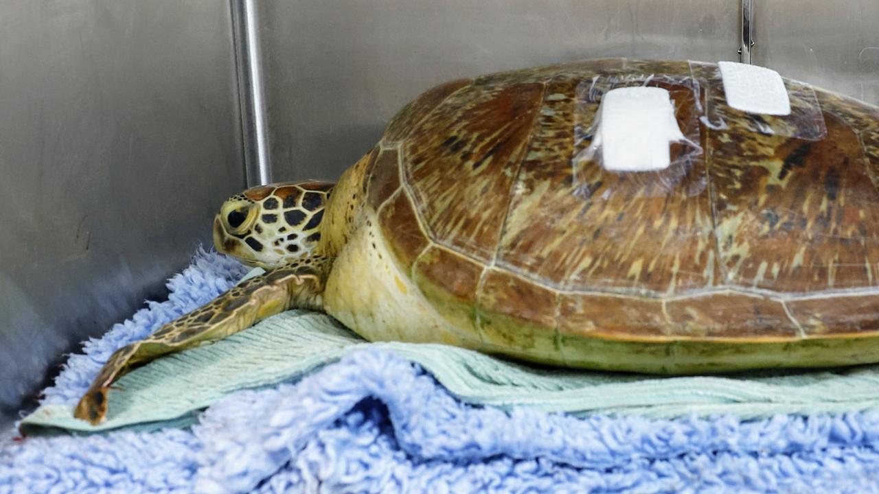 Staff from Great Adventures found a large, 39 kilogram green turtle which had been speared twice floating off Green Island on Friday. The turtle was transported to Northern Beaches veterinary clinic, where she had surgery on Saturday to have the spear tip removed. Picture: Brendan Radke