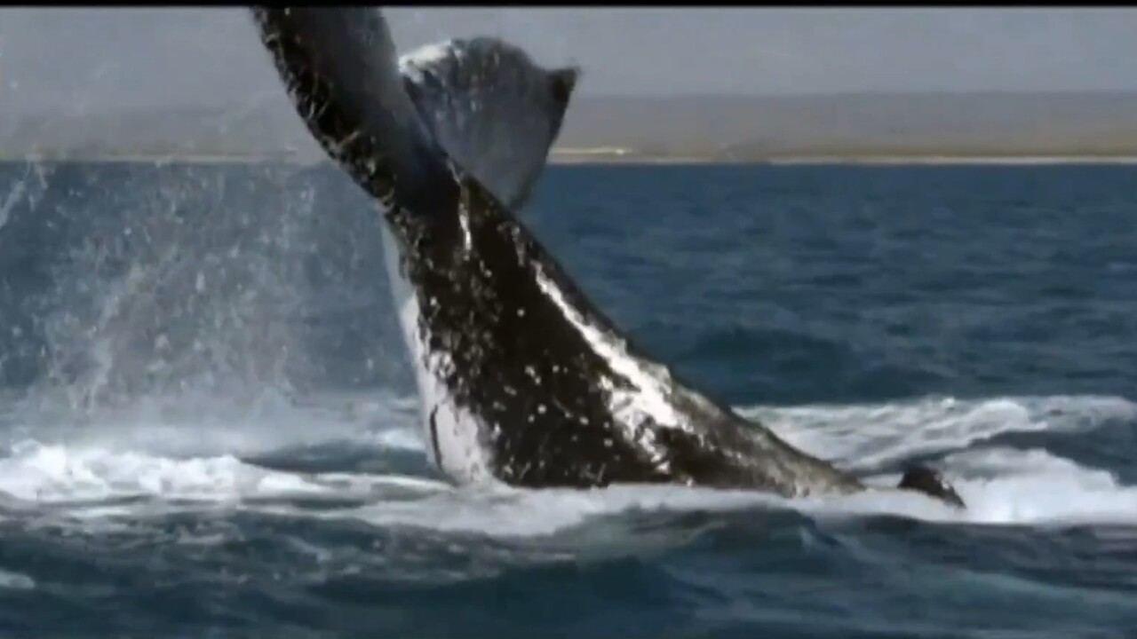 Humpback whales no longer considered endangered