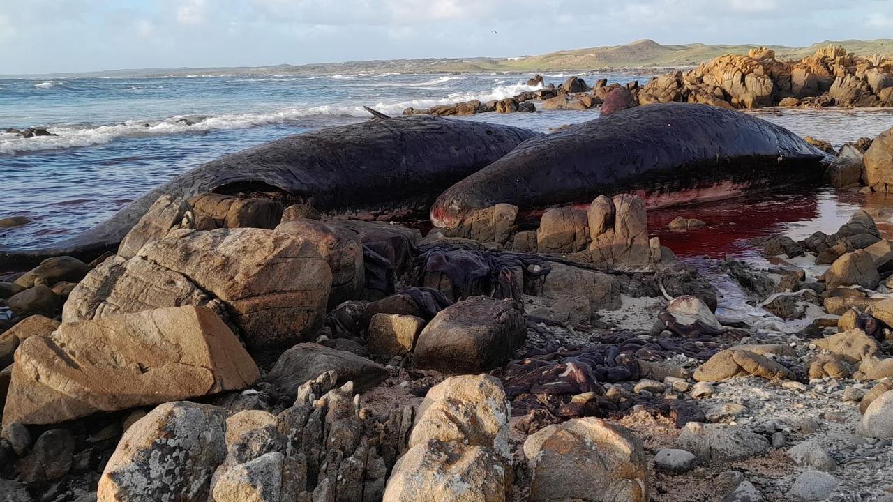 At least 14 young male sperm whales have died after a mass stranding on King Island. Photo: Sarah Baldock