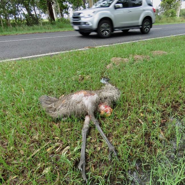 An emu lies dead beside Brooms Head Road after being hit by a car. Picture: Steve Otton