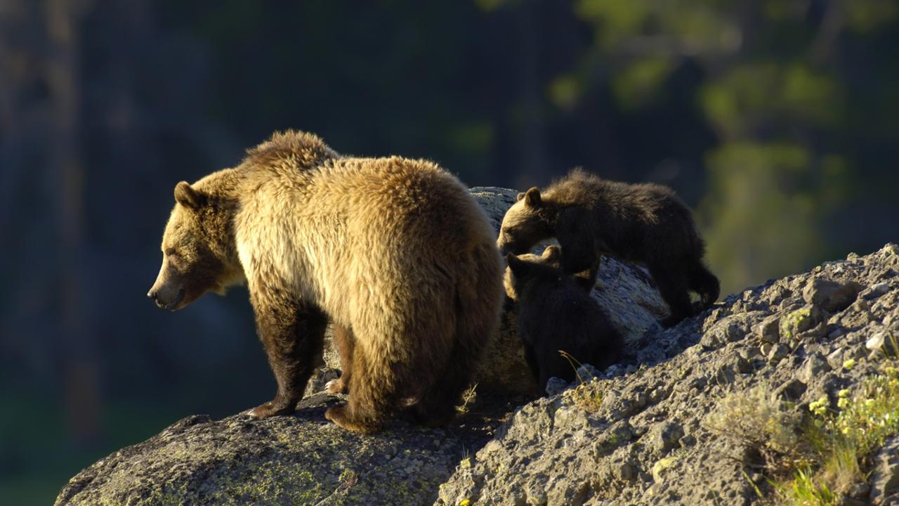 Wildlife workers are searching for any cubs of the bear. Picture: iStock