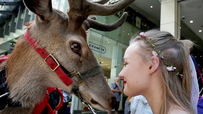 A reindeer (red deer) used in the Brisbane City Council Christmas Parade. Picture: Tim Marsden