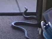 READER IMAGE - Mount Barker woman Samantha Jones had a very unwelcome visitor in the form of a 1.5m brown snake in her lounge room on Monday, January 18. Supplied Image