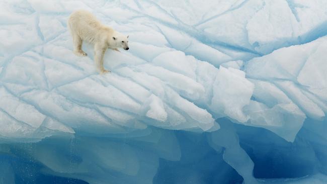 A polar bear in Svalbard. Picture: Getty Images