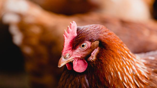 Shock loss: Farm Pride Foods’ share price has plunged to 20 cents each in August from a high of 32 cents prior to its revelation it has been struck by an outbreak of avian influenza. Picture: Chloe Smith