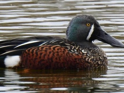 The blue-winged shoveler duck