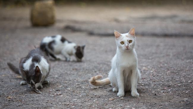 20 cats and kittens that were set to be drowned were freed and placed for local adoption. Picture: iStock