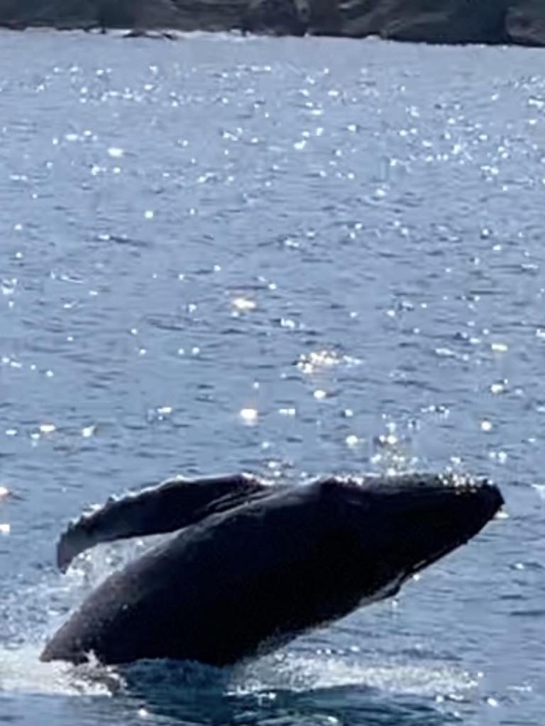 Baby whale breaching in Whitsunday waters near Nicholson Island. Photo: Janessa Ekert