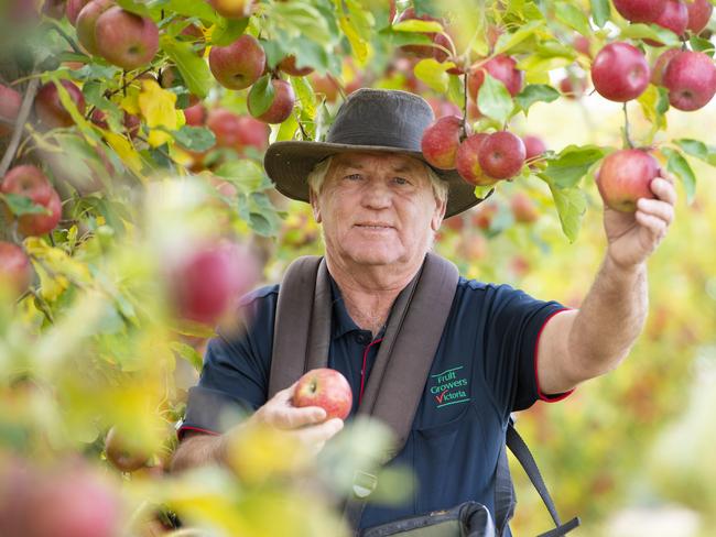 NEWS: FRUIT PICKINGSidney Aspland has been training young people in fruit picking, for the Pick Shepp program which is aiming to attract more people to the sector. He reckons Vic Govt's sign-on bonus has been working well.PICTURED: Sidney Aspland picking Sundowner  apples in the orchard. PHOTOGRAPHER: ZOE PHILLIPS