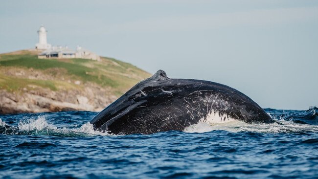 Whales off Coffs Harbour.