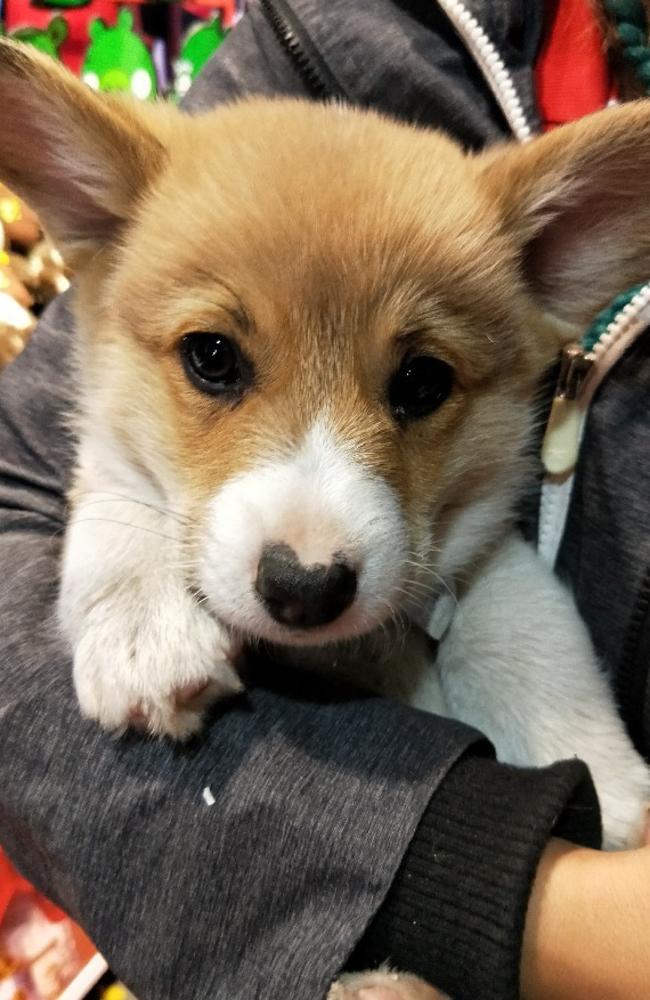 Porky’s owner Codie said the her little boy made everyone he met melt.