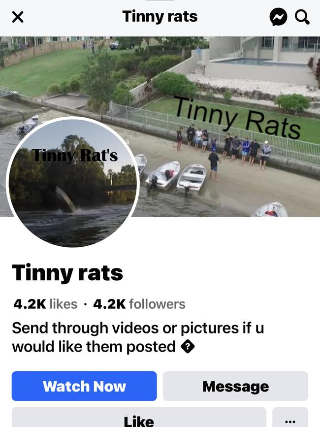 Tinny rats even 'like' Facebook Picture: supplied