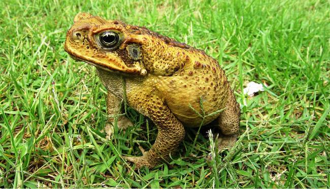 STAMP ’EM OUT: Efforts are underway to stop breeding cane toads colonies in Coffs Harbour after a sighting of one last week at the racecourse.